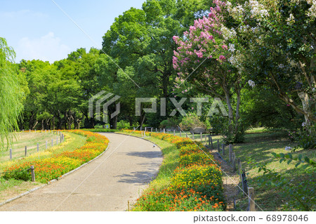 長居植物園的夏花 68978046