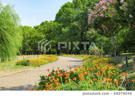 長居植物園的夏花 68978048