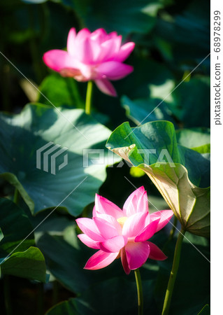 A lovely lotus flower 68978299