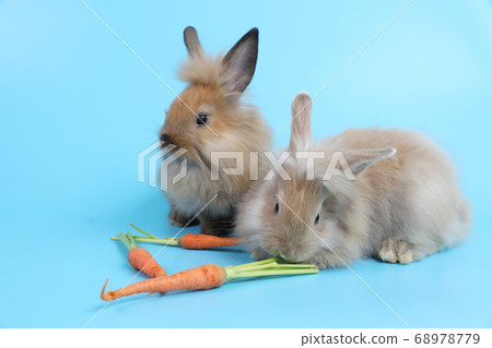 young two cute brown easter bunny rabbit with carrots on blue background 68978779