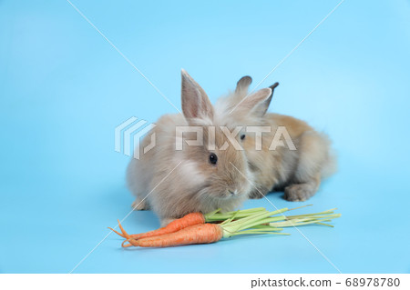 young two cute brown easter bunny rabbit with carrots on blue background young two cute brown easter bunny rabbit with carrots on blue background 68978780