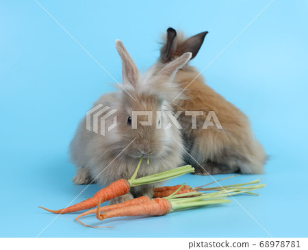 young two cute brown easter bunny rabbit with carrots on blue background young two cute brown easter bunny rabbit with carrots on blue background 68978781