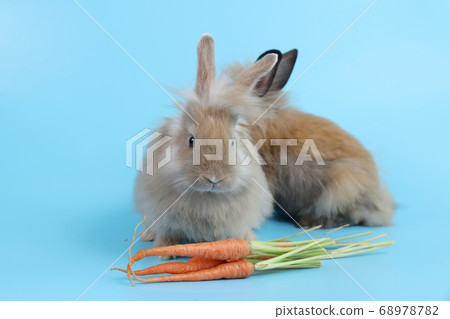 young two cute brown easter bunny rabbit with carrots on blue background 68978782