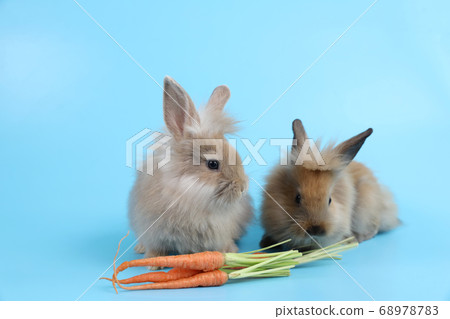 young two cute brown easter bunny rabbit with carrots on blue background 68978783