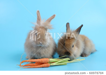 young two cute brown easter bunny rabbit with carrots on blue background young two cute brown easter bunny rabbit with carrots on blue background 68978784