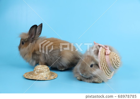 two young cute brown easter bunny rabbits with hats on blue background two young cute brown easter bunny rabbits with hats on blue background 68978785