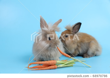 young two cute brown easter bunny rabbit eatting carrots on blue background young two cute brown easter bunny rabbit eatting carrots on blue background 68978786