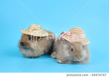 two young cute brown easter bunny rabbits with hats on blue background two young cute brown easter bunny rabbits with hats on blue background 68978787