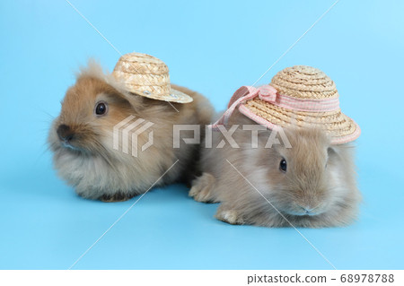 two young cute brown easter bunny rabbits with hats on blue background two young cute brown easter bunny rabbits with hats on blue background 68978788