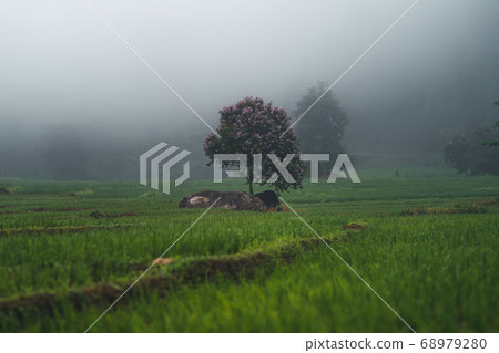 Views of rice fields, rice fields and mountains Views of rice fields, rice fields and mountains 68979280