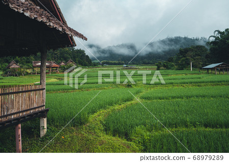 Views of rice fields, rice fields and mountains Views of rice fields, rice fields and mountains 68979289
