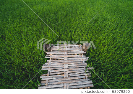 Views of rice fields, rice fields and mountains Views of rice fields, rice fields and mountains 68979290