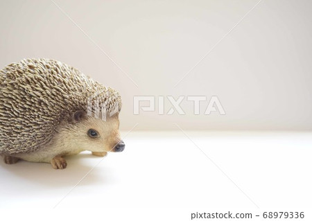 Hedgehog Hedgehog 68979336