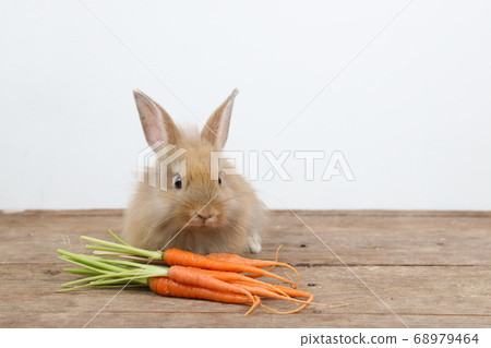 cute brown easter bunny rabbit on wood with carrots and white background cute brown easter bunny rabbit on wood with carrots and white background 68979464