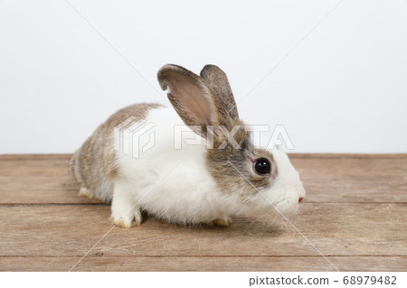cute white and brown easter bunny rabbit on wood and white background cute white and brown easter bunny rabbit on wood and white background 68979482