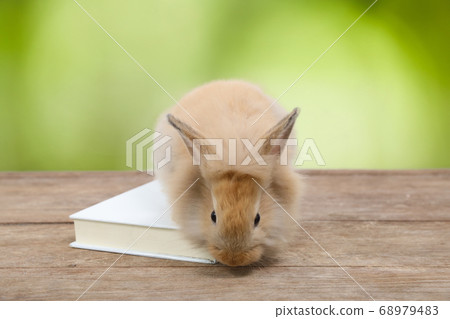 cute brown easter bunny rabbit on wood with book and green nature background 68979483