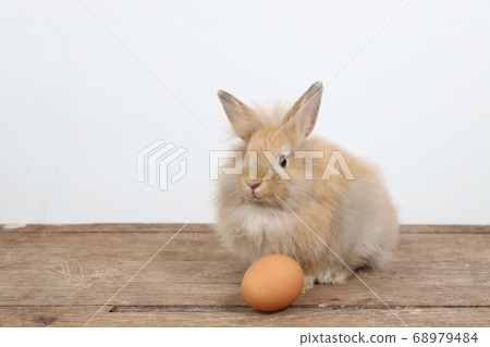 cute brown easter bunny rabbit on wood with eggs and white background cute brown easter bunny rabbit on wood with eggs and white background 68979484