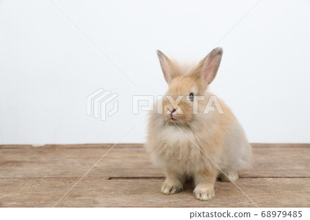 cute brown easter bunny rabbit on wood and white background cute brown easter bunny rabbit on wood and white background 68979485