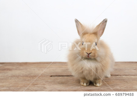 cute brown easter bunny rabbit on wood and white background cute brown easter bunny rabbit on wood and white background 68979488