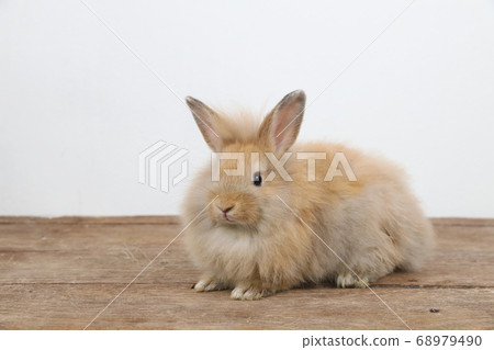 cute brown easter bunny rabbit on wood and white background 68979490