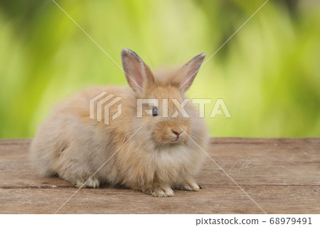 cute brown easter bunny rabbit on wood and green nature background 68979491