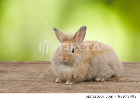 cute brown easter bunny rabbit on wood and green nature background cute brown easter bunny rabbit on wood and green nature background 68979492