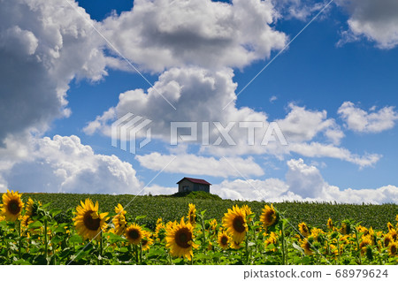 August Biei sunflower and summer sky August Biei sunflower and summer sky 68979624