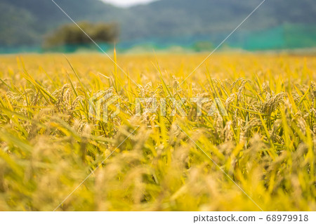 Rice field full of rice 68979918