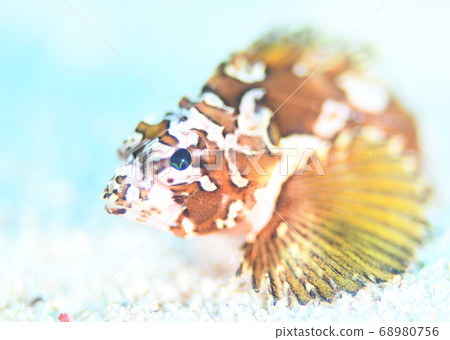 幼魚 幼魚 68980756
