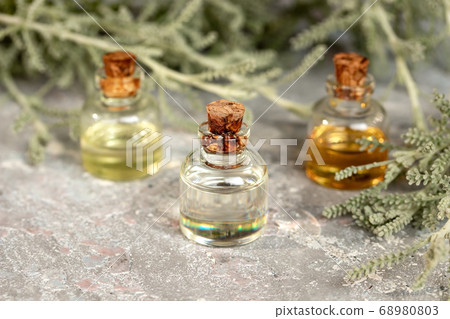 A bottle of santolina essential oil with fresh santolina plant 68980803