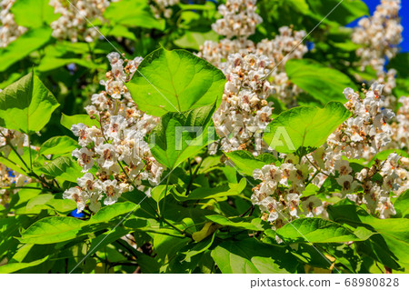 Beautiful white flowers of a catalpa tree Beautiful white flowers of a catalpa tree 68980828