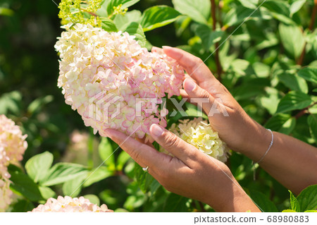 A woman's hands hold a large bouquet of fresh A woman's hands hold a large bouquet of fresh 68980883