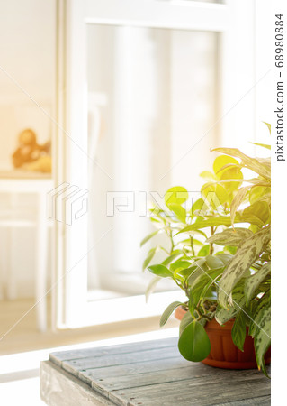 Bright interior of the house in the sun. green Bright interior of the house in the sun. green 68980884