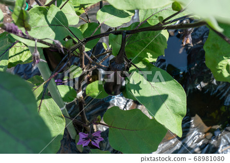 茄子栽培(六月)家庭花園 茄子栽培(六月)家庭花園 68981080