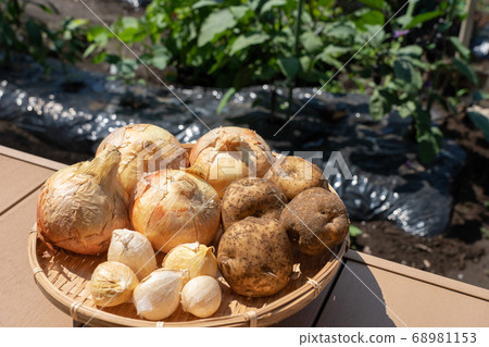 Assorted harvested vegetables (June) Home vegetable garden Onion potatoes and garlic Assorted harvested vegetables (June) Home vegetable garden Onion potatoes and garlic 68981153
