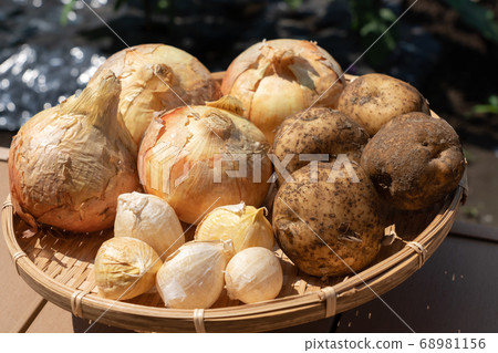Assorted harvested vegetables (June) Home vegetable garden Onion potatoes and garlic Assorted harvested vegetables (June) Home vegetable garden Onion potatoes and garlic 68981156