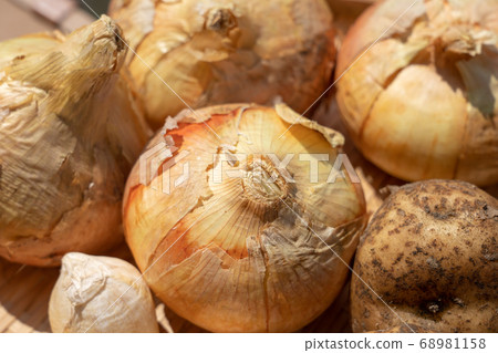Assorted harvested vegetables (June) Home vegetable garden Onion potatoes and garlic Assorted harvested vegetables (June) Home vegetable garden Onion potatoes and garlic 68981158