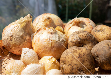 Assorted harvested vegetables (June) Home vegetable garden Onion potatoes and garlic 68981162