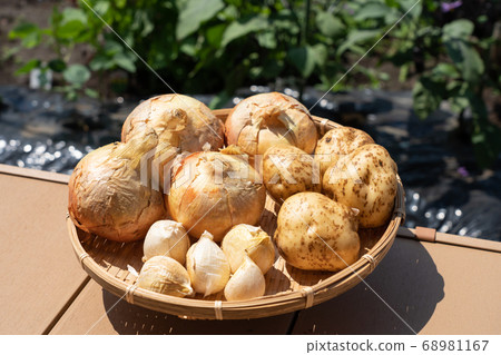 Assorted harvested vegetables (June) Home vegetable garden Onion potatoes and garlic Assorted harvested vegetables (June) Home vegetable garden Onion potatoes and garlic 68981167