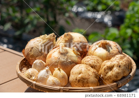 Assorted harvested vegetables (June) Home vegetable garden Onion potatoes and garlic Assorted harvested vegetables (June) Home vegetable garden Onion potatoes and garlic 68981171