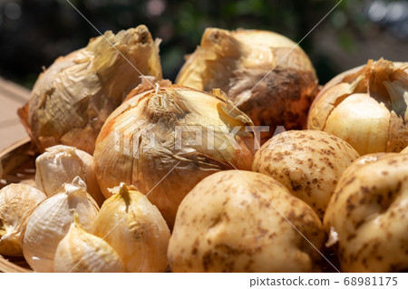 Assorted harvested vegetables (June) Home vegetable garden Onion potatoes and garlic 68981175
