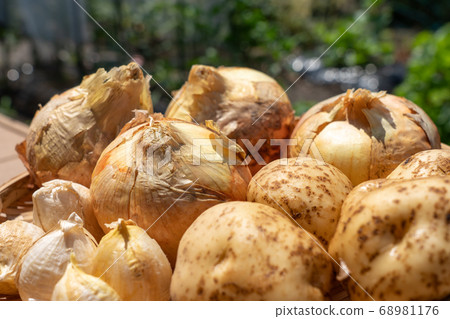 Assorted harvested vegetables (June) Home vegetable garden Onion potatoes and garlic Assorted harvested vegetables (June) Home vegetable garden Onion potatoes and garlic 68981176