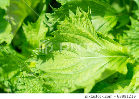 Cultivation of blue shiso (June) Home garden 68981219