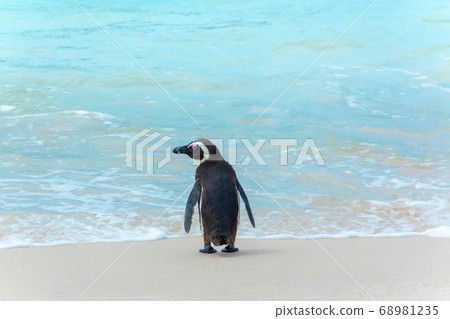 South Africa Penguins in the Boulders Beach Nature 68981235