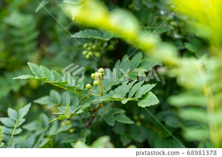 Fruit of Sansho, Fruit of Sansho (June), Home garden Fruit of Sansho, Fruit of Sansho (June), Home garden 68981378