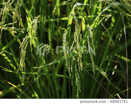 不含有機農藥的天然雜草栽培稻米 68981781
