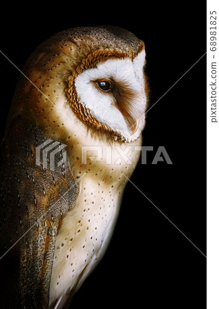 Common barn owl (Tyto alba) Common barn owl (Tyto alba) 68981825