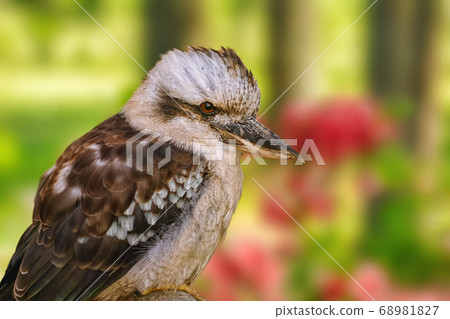 Kookaburras, terrestrial tree kingfishers 68981827