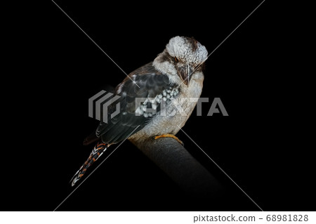 Kookaburras, terrestrial tree kingfishers 68981828