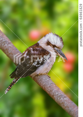 Kookaburras, terrestrial tree kingfishers 68981829
